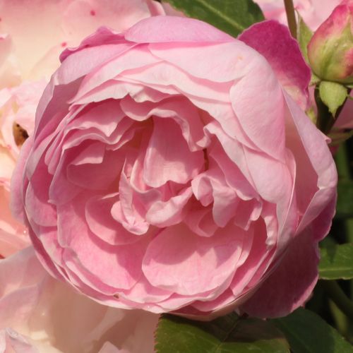 Rozenstruik - Webwinkel - polyantha roos - roze - Rosa Sorbet Pink™ - zacht geurende roos - Dr. Túri Istvánné (Molnár Éva Anna) - Lichtroze decoratieve bloem die tot wit verbleekt.